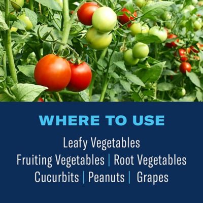 Image showing  32 fl. oz. Vegetable and Garden Insect Killer Spray Concentrate