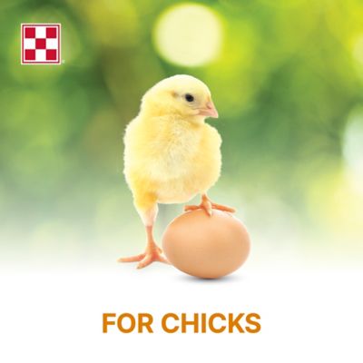 Image showing  Start and Grow Non-Medicated Crumbled Chick Feed