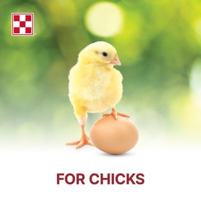 Image showing  Start and Grow Medicated Crumbles Chick Feed