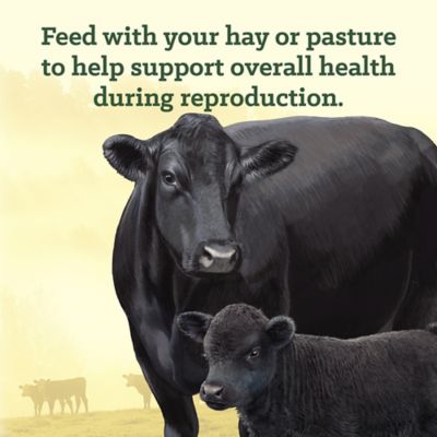 Image showing  Cattle Breeder Cottonseed Cube with 37% AN, 50 lb. Bag