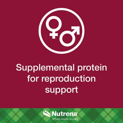 Image showing 6 th Nutrena NutreBeef Cattle Breeder Cottonseed Cube with 37% AN, 50 lb. Bag