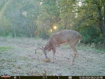 Image showing  33 lb. Grainiac XL Deer Attractant