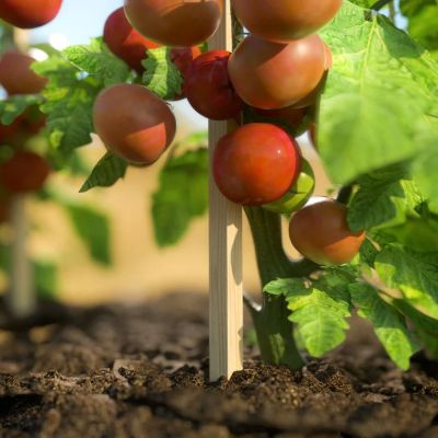 Image showing Garden Stake 1 in. x 1 in. x 5 ft.