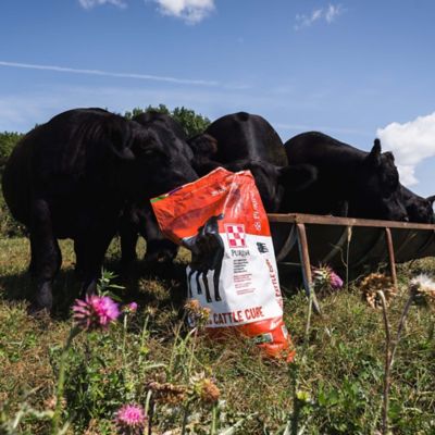 Image showing  20% Cattle Cube Protein Supplement, 50 lb. Bag