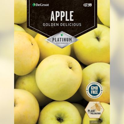 Degroot Apple Tree Golden Delicious 1 Plant At Tractor Supply Co