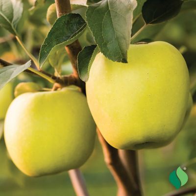 Image showing  Apple Tree Golden Delicious