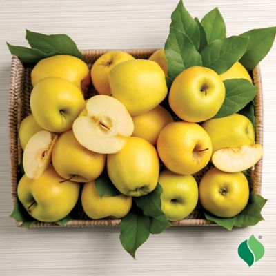 Image showing  Apple Tree Golden Delicious