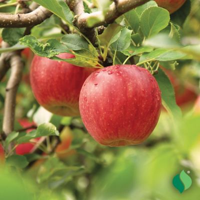 Image showing  Apple Tree Jonathan