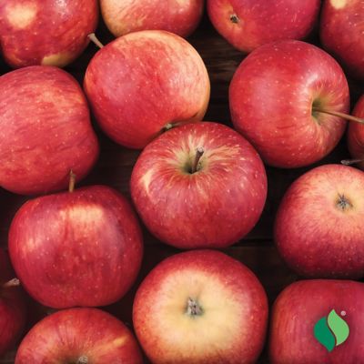 Image showing  Apple Tree Jonathan