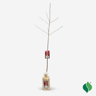 Image showing  Apple Tree Jonathan