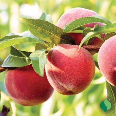 Image showing  Pink Peach Tree Red Haven Plant