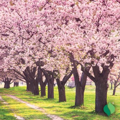 Image showing  Pink Peach Tree Red Haven Plant