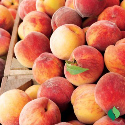 Image showing  Pink Peach Tree Red Haven Plant