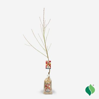 Image showing  Pink Peach Tree Red Haven Plant