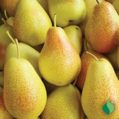 Degroot Pear Tree Kieffer 1 Plant At Tractor Supply Co