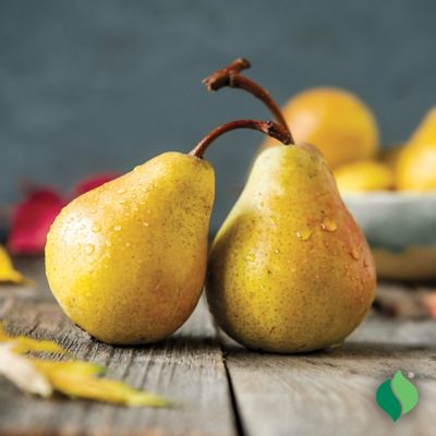 Image showing  Pear Tree Kieffer