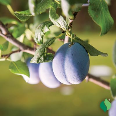 Image showing  Dark Purple/Black Plum Tree Blue Damson Plant