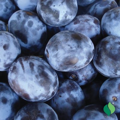 Image showing  Dark Purple/Black Plum Tree Blue Damson Plant