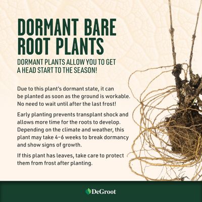 Image showing 5 th DeGroot Dark Purple/Black Plum Tree Blue Damson Plant