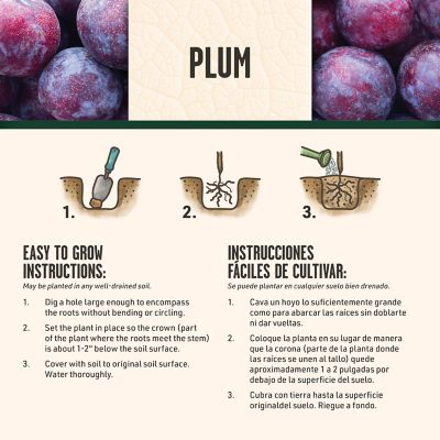 Image showing 6 th DeGroot Dark Purple/Black Plum Tree Blue Damson Plant