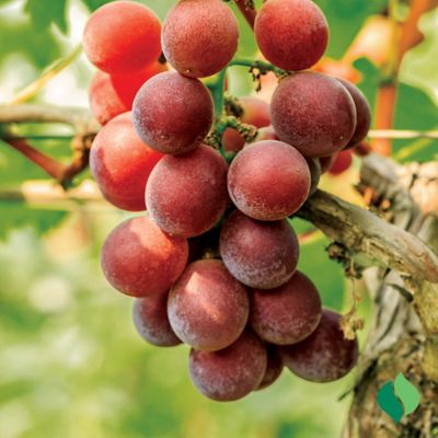 Image showing  Grape Catawba Seeded, 1 pk.