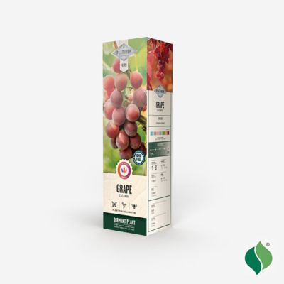 Image showing  Grape Catawba Seeded, 1 pk.