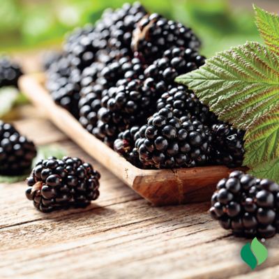 Image showing  Blackberry Chester