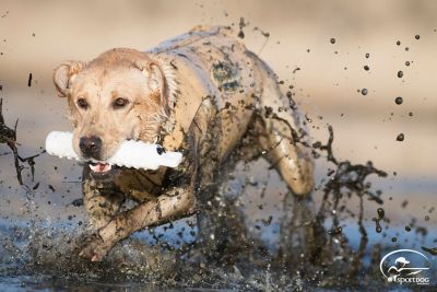 Image showing  Plastic Dog Training Dummy, 12 in. x 2 in., White, Regular
