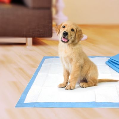 Image showing 5 th Four Paws Wee-Wee Quilted Dog Training Pads, 100 ct.