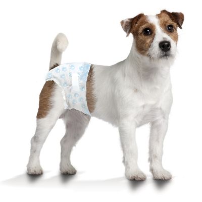 Image showing  Male or Female Disposable Dog Diapers, Small, 12 ct.