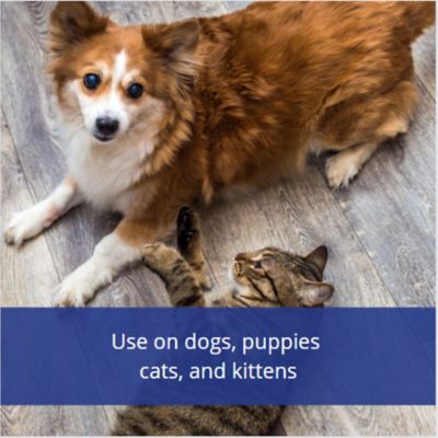 Image showing  Insect Repellent for Dogs and Cats 6 Fluid Ounces