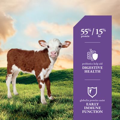 Image showing  Calf Colostrum Supplement