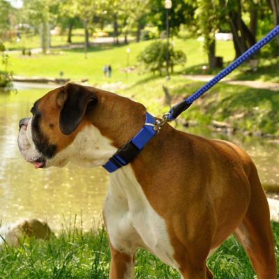 Image showing  Adjustable Dog Collar with Plastic Buckle