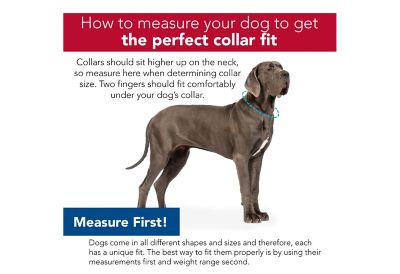 Image showing  Latigo Leather Town Dog Collar