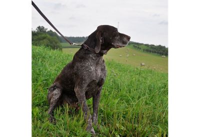 Image showing  Latigo Leather Town Dog Collar
