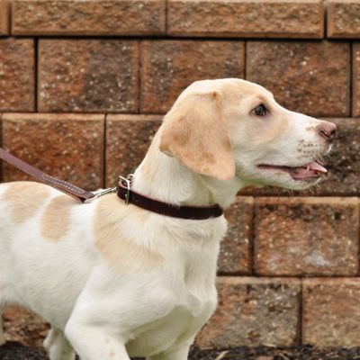 Image showing  Latigo Leather Dog Leash, 6 ft.