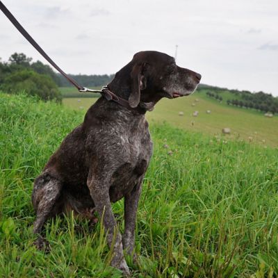 Image showing  Latigo Leather Dog Leash, 6 ft.