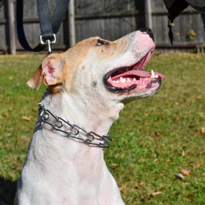 Image showing  Prong Dog Training Collar