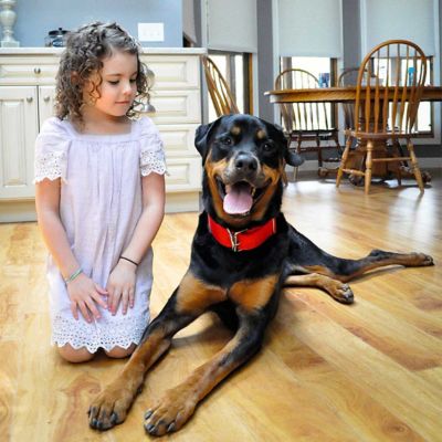 Image showing  Double-Ply Dog Collar with Roller Buckle