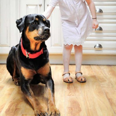 Image showing  Double-Ply Dog Collar with Roller Buckle