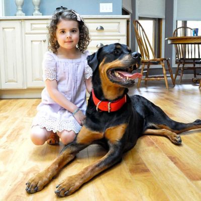 Image showing  Double-Ply Dog Collar with Roller Buckle
