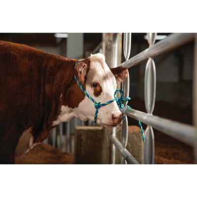 Image showing  Poly Adjustable Cattle Rope Halter for Cows