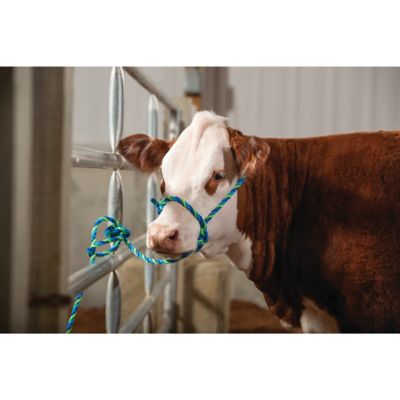 Image showing 5 th Weaver Livestock Poly Adjustable Cattle Rope Halter for Cows