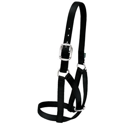 Weaver Leather Nylon Miniature Horse Adjustable Halter, Average at Tractor  Supply Co.