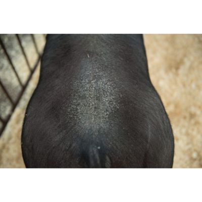 Image showing  Swine Conditioner and Shine, 1 qt.