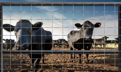 Image showing  8 ft. x 50 in. Handy Panel Max 50 10-Line Cattle Feedlot Fence Panel