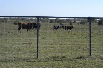 16 ft. x 50 in. Max 50 Feedlot 10 Line Galvanized Cattle Fence Panel 3502077 at Tractor Supply Co