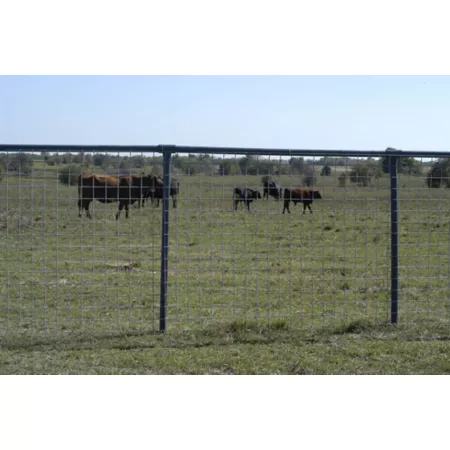 OKBRAND 6 Gauge Galvanized Utility Panel 4' x 16' Feedlot Panels