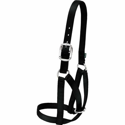 Weaver Livestock Nylon Barn Cow Halter, 1 in., 9-1/2-12-1/2 in. Crown Strap, 6 in. Cheek Piece, 11 in. Noseband, Small