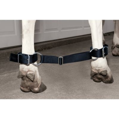 Image showing  Nylon Deluxe Adjustable Cow Hobbles, 1-1/2 in. Webbing, Black
